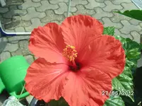 BILD1004.webp