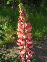 CIMG0018.webp