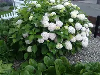 29062012670.webp