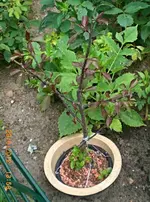 CIMG6820 Paradiesapfel.webp