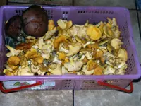 pfifferlinge.webp