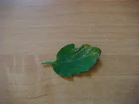 DSC01294.webp