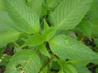 DSC00556.webp