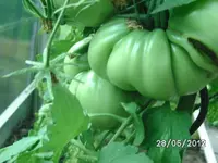 BILD1005.webp