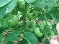BILD1007.webp