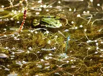 Caruso auf der Jagd1_smaller.webp