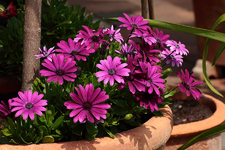 Bornholm_Margerite_smaller.webp