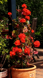 Geranie ca. 160 cm hoch_smaller.webp