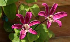 Peveril Perfusion blüht_smaller.webp