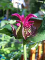 Blüte1.webp