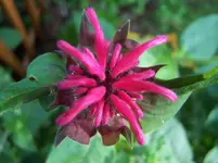 Blüte2.webp