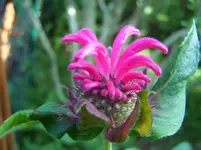 Blüte3.webp