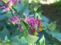Blüte4.webp