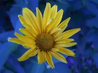 Blüte5.webp
