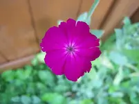 Blüte6.webp
