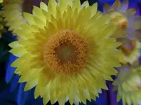 Blüte7.webp
