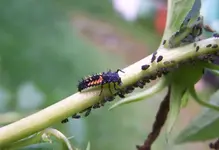 Abendessen.webp
