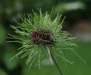 Allium 120629.webp
