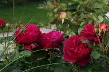 Ascot 120629.webp