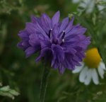 Blumenwiese 120629.jpg