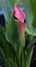 Calla 120629.webp
