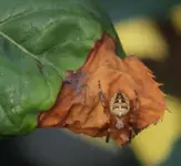 Spinne 120629.webp