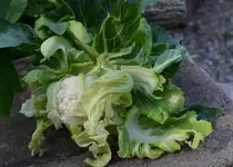 Blumenkohl.webp
