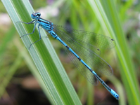 libelle im juni.webp