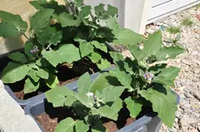 Babyaubergine Rosanne.webp