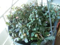 SDC11635.webp
