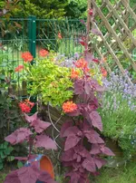 CIMG6823 Rote Gartenmelde, Geranien, Lavendel.webp