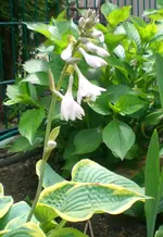 CIMG6817 Funkie.webp