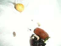 schnecken.webp