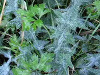 Copy of IMG_1249v.webp