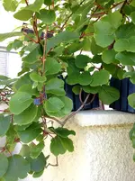 Unbekannte 004.webp