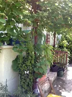Unbekannte 005.webp