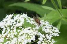 fliege.webp