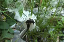 wasserschnecke.webp