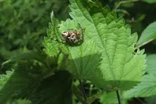 2012_0628Sommer0020.webp