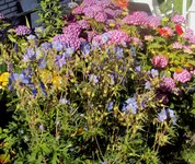 DSC02938 - storchi - rose - horti - mohn.webp