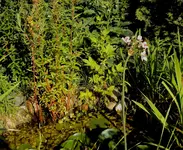 DSC02937 - 2012-06-30 - teichlauch.webp