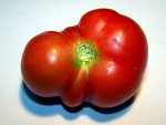 12.06.30-tomate_bunkerfrucht1.jpg