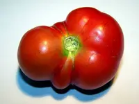 12.06.30-tomate_bunkerfrucht1.webp