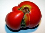 12.06.30-tomate_bunkerfrucht2.jpg