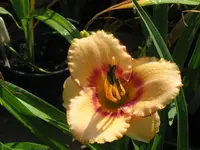 IMG_brodway bold eyes_1024x768.webp