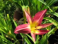 IMG_lake norman spider_1024x768.webp