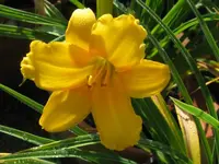 IMG_stella x double gardenia_1024x768.webp