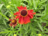 Bild 1694.webp