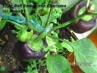 BILD0025.webp