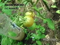 BILD0034.webp